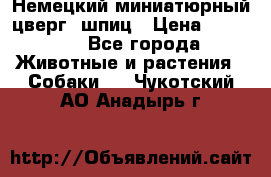 Немецкий миниатюрный(цверг) шпиц › Цена ­ 50 000 - Все города Животные и растения » Собаки   . Чукотский АО,Анадырь г.